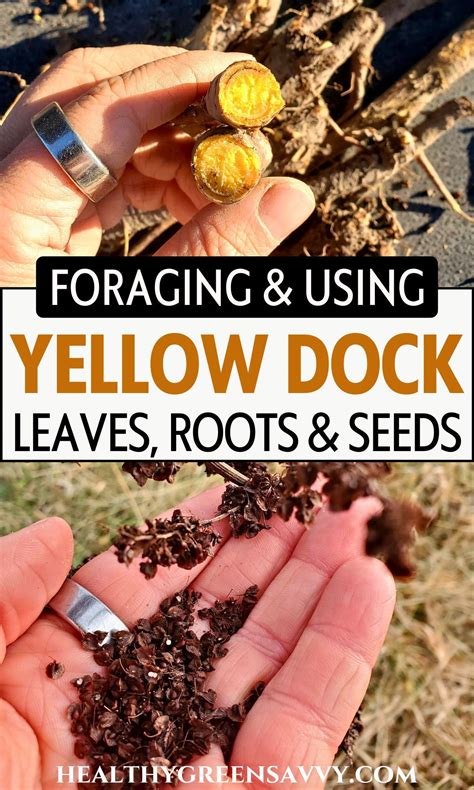 Yellow Dock Identification, Benefits & Uses | Wild food foraging ...