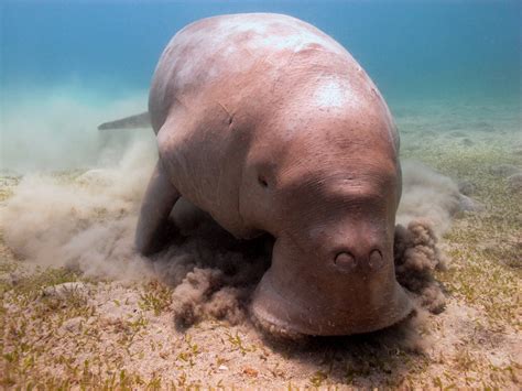 How To Tell the Difference Between Manatees and Dugongs