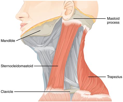 The Accessory Nerve (CN XI) | Cranial Nerves | Geeky Medics