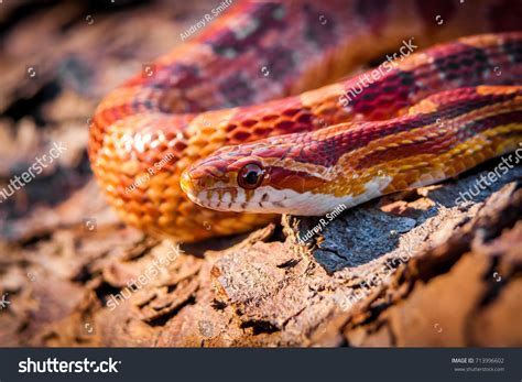 Red Rat Corn Snake Captive Florida Stock Photo 713996602 | Shutterstock