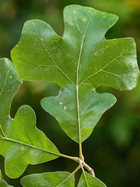 Post Oak Tree Leaves