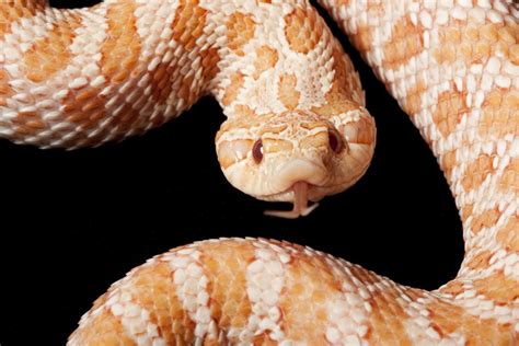 Western Hognose Snake Care Sheet (Approved by a herpetologist) - BALL ...