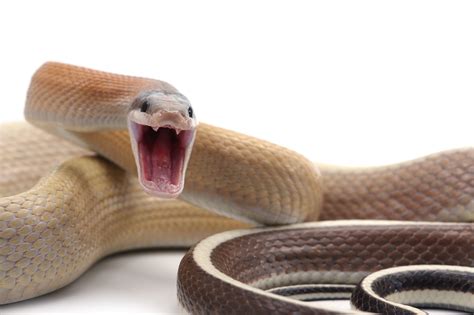 The King Brown Snake: The Australian Mulga Snake | STC