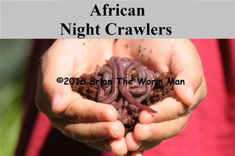 African Night Crawlers – Worms For Worm Farms & Fishing Bait, Brisbane ...