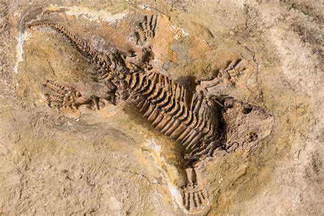 From Ancient Life To Energy: How Fossils Become Oil