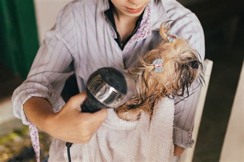 Can You Use Human Shampoo On A Dog? | Happy Puppy Tips
