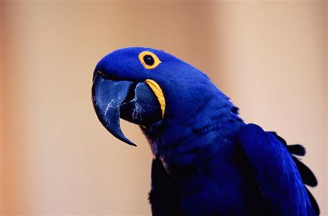 Macaw Hyacinth Wallpapers Parrot
