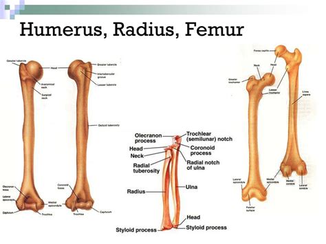PPT - FORENSIC ANTHROPOLOGY PowerPoint Presentation, free download - ID ...