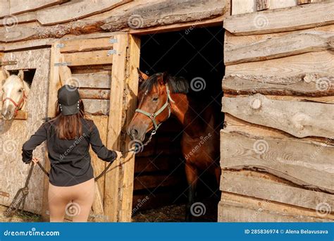 The Horse Is Out Of The Barn Metaphor at William Gainey blog