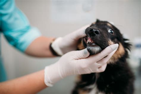 Signs Your Dog Has Tooth Pain You Shouldn't Ignore
