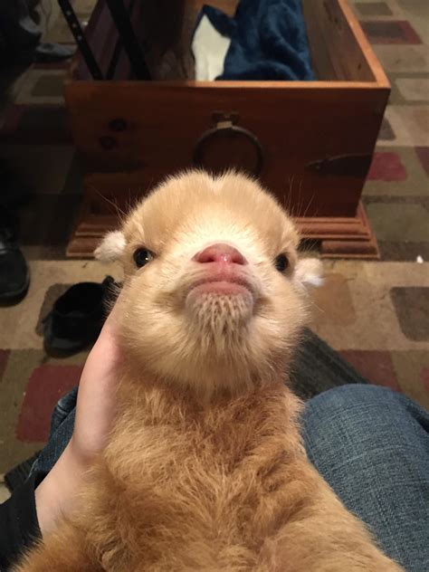 Get Inspired For Down Syndrome Animals Wiki