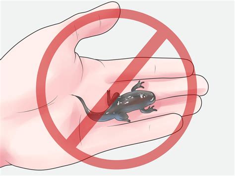 How to Take Care of Tadpoles: Feeding, Tank & Growing Guide ...