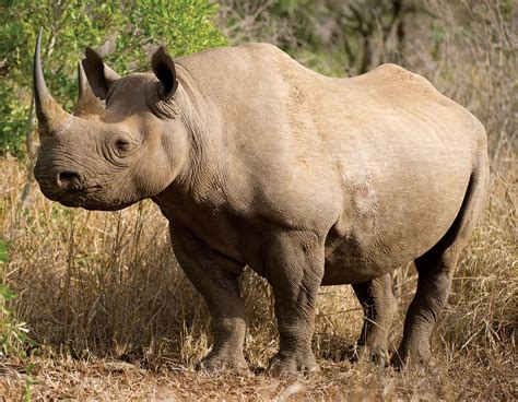 [100+] Rhino Pictures | Wallpapers.com