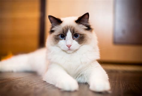 The Ragdoll Cat Breed: Personality, Care & More | Modern Cat