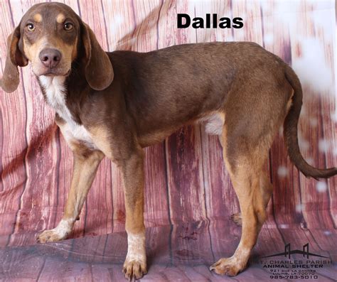 St. Charles Herald Guide: Humane Society Pet of the Week: Dallas