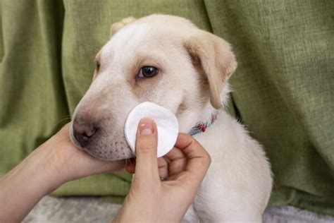 Dog Smegma: Causes and Information | Great Pet Care