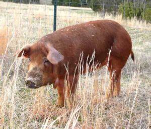 Tamworth Pig: Origin, Characteristics, Uses, Photos