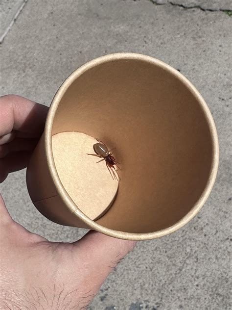 Dark red spider with shell like belly : r/spiders