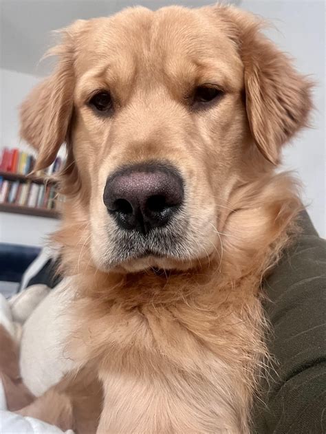 A gentleman and a scholar : r/goldenretrievers