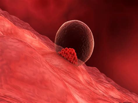 Endometrial Receptivity Array | ERA Test | AFGC