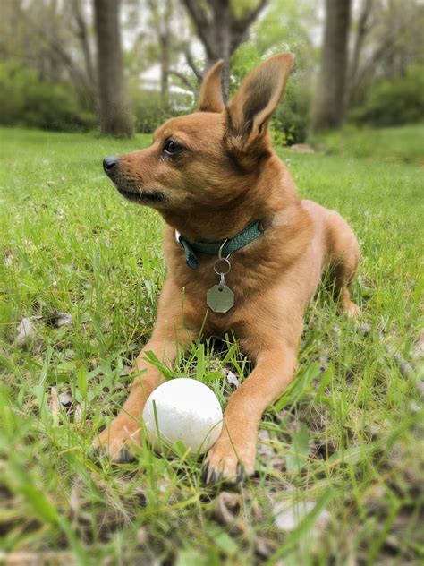 The Little Brown Dog, Chewed Film, Man Ray. – David Arnold Photography+