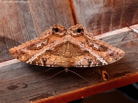 La Sorcière noire - Ascalapha odorata - Province de Cartago