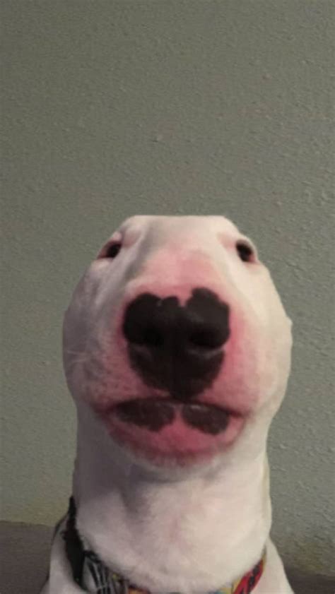 Walter The Dog Wallpapers - Wallpaper Cave