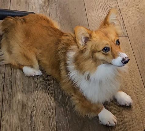 Fluffy Pembroke Welsh Corgis – Partridge Horse Hill