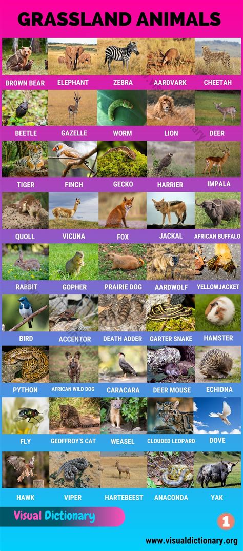 Grassland Animals: Big List of 160+ Grassland Animals in The World ...