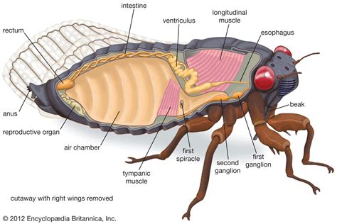 Homopteran - Insects, Morphology, Feeding | Britannica