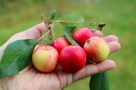 Are Crab Apples Good to Eat? A Complete Guide