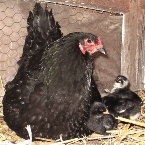Black Australorp Chicks Characteristics