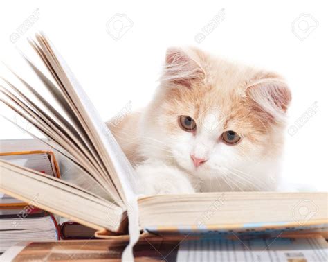 Cat Reading a Book – The Complete Collection - Adazing