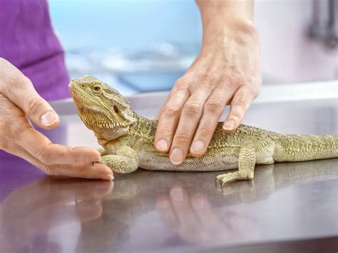 Bearded Dragon Health, Illness, & Disease Symptoms