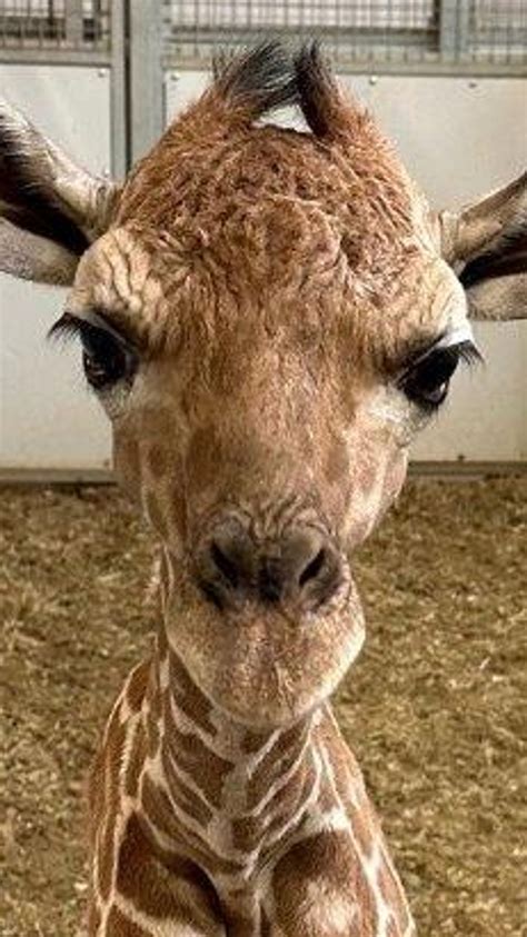 Giraffe With Down Syndrome