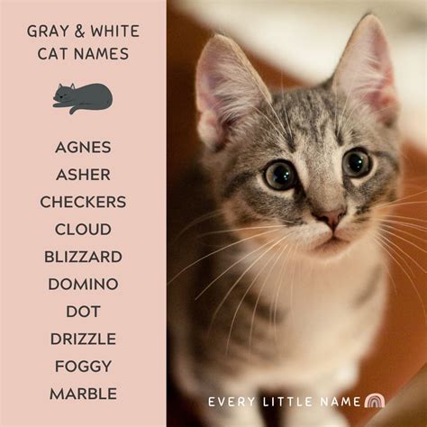 320+ Gray Cat Names (Funny and Purr-fectly Adorable) - Every Little Name