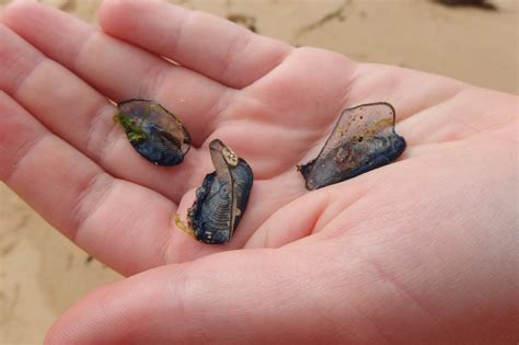 Australian Blue Bottle Jellyfish