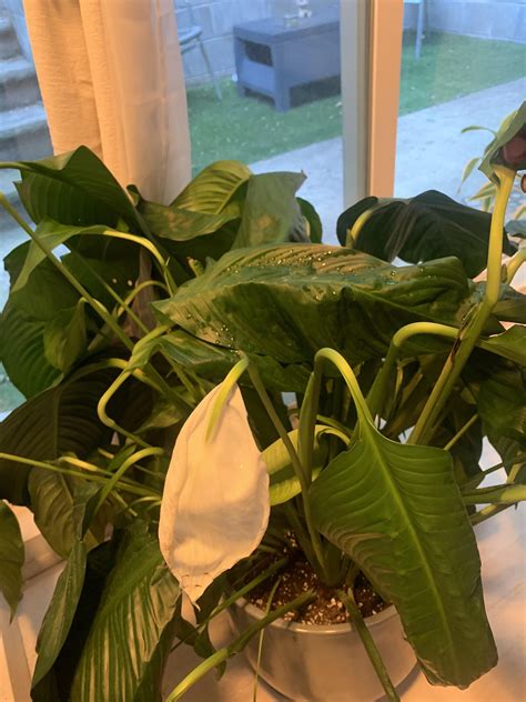 Complete beginner - how to take care of Peace Lily? : r/plants