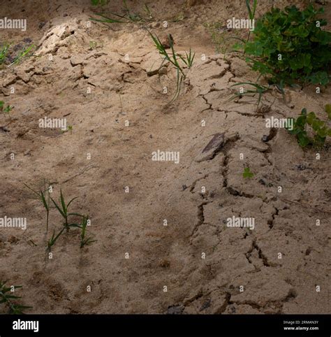 Voles digging in the sand overnight caused big bulges above their tunnels Stock Photo - Alamy