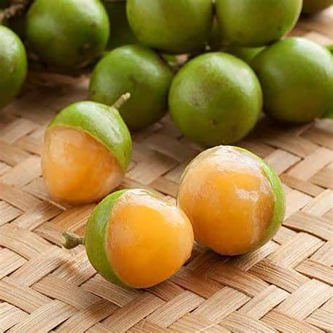 ABOUT - GUINEP