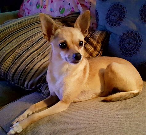 Pin on Twinkles the deer head Chihuahua