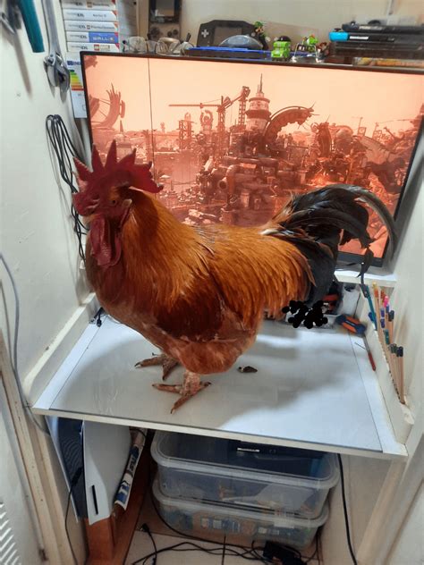 My Massive Cock on my gaming setup : r/notinteresting