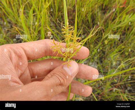 yellow nutsedge (Cyperus esculentus Stock Photo - Alamy