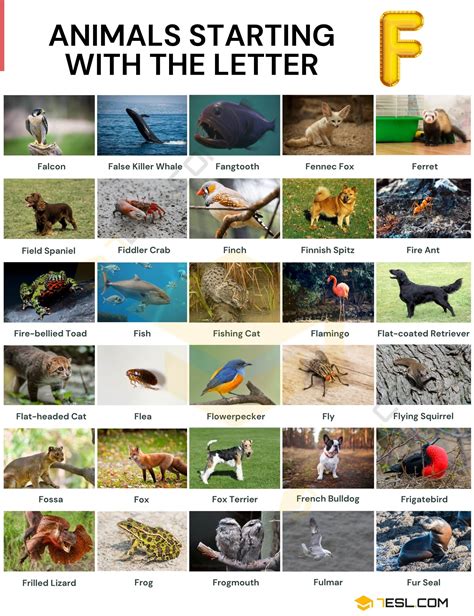 100+ Animals That Start With F: List With Pictures And Facts • 7ESL