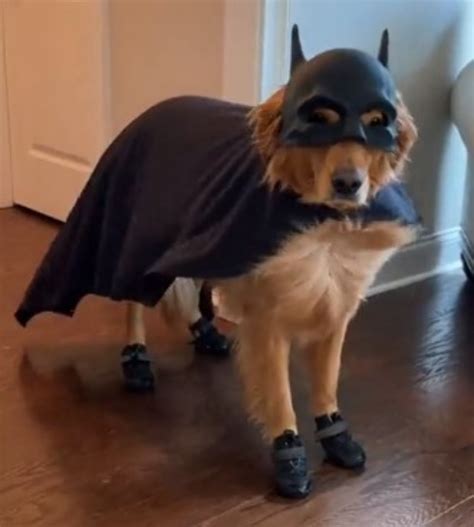 Golden Retriever vestito da Batman si rifiuta di togliere il suo ...