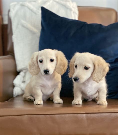 English Cream Miniature Dachshund Puppies - Crème of the Crop ...