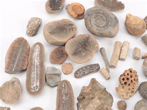 Crinoid Fossil Stems, Ammonoid, Trilobites, Fossil Sponges and Coral ...