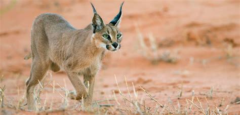 African Wildcat