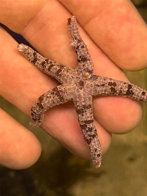 Sand Color Starfish – Abc Aqua + inc.