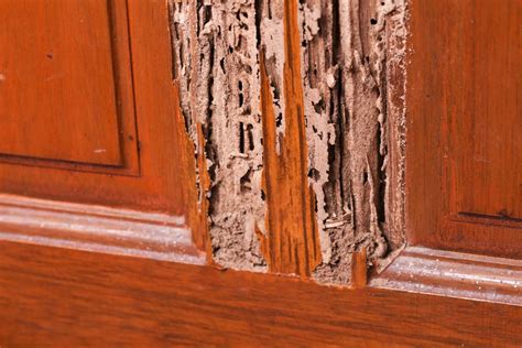 Termites in Your Home? Look for These 5 Red Flags